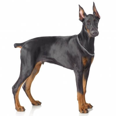 pasma doberman