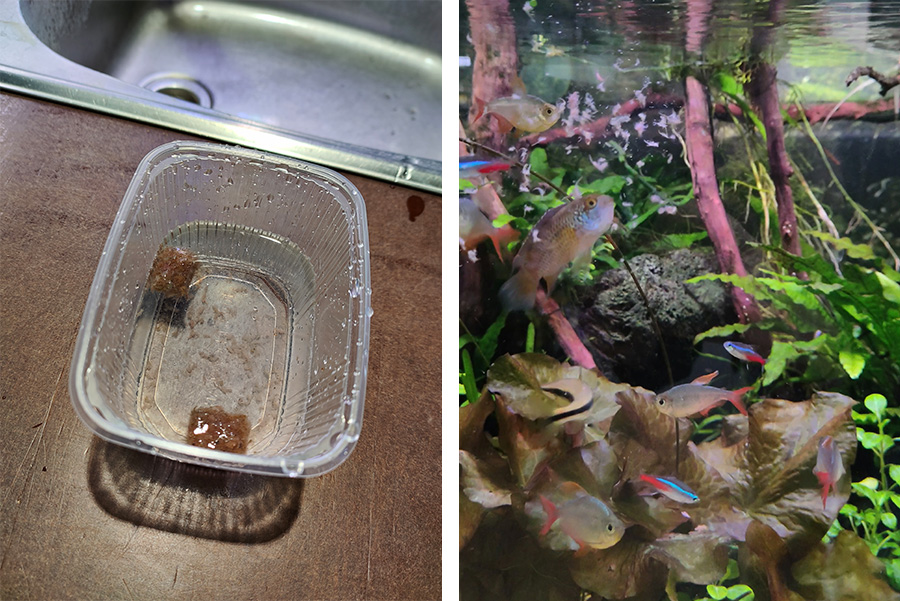 hranjenje akvarijskih rib z zamrznjeno hrano hranjenje akvarijskih rib z zamrznjeno hrano