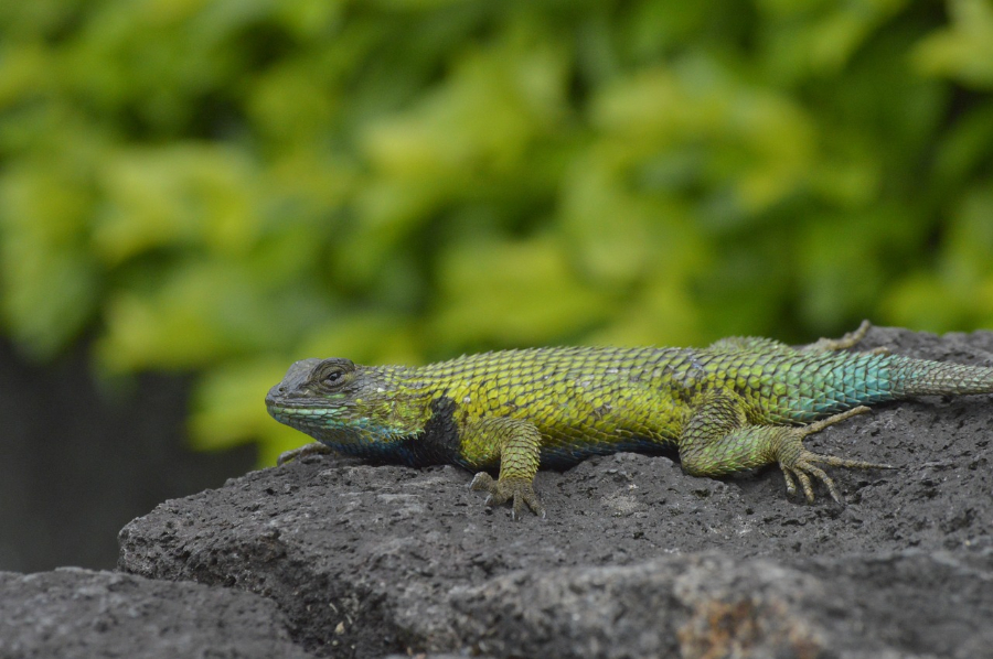 V ujetništvu je priporočljivo zelenemu bodičastemu legvanu za življenski habitat ponuditi naravno urejen vivarij. kuščar domača žival