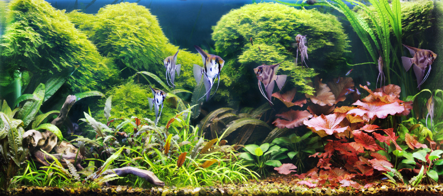menjava vode akvarij
