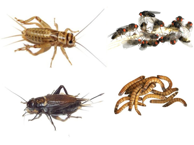 Prikaz nekaterih hran, ki jih zeleni bodičasti legvani lahko jedo. hrana legvani