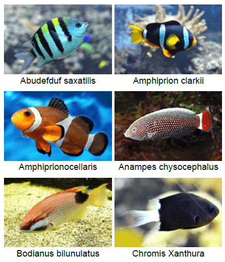 Morske akvarijske ribice katere ribe