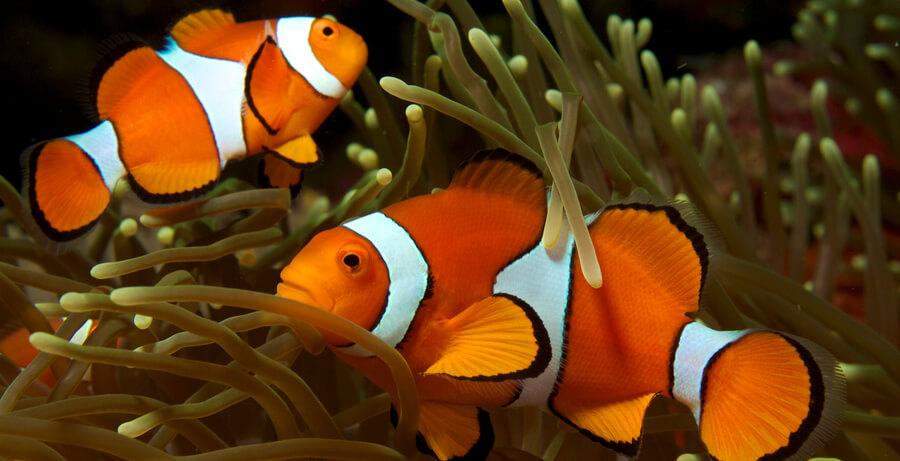 Izbira pravilnih rib za vaš akvarij je izrednega pomena rib