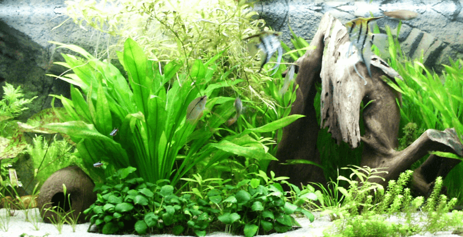 akvarijsko okolje akvarijsko okolje