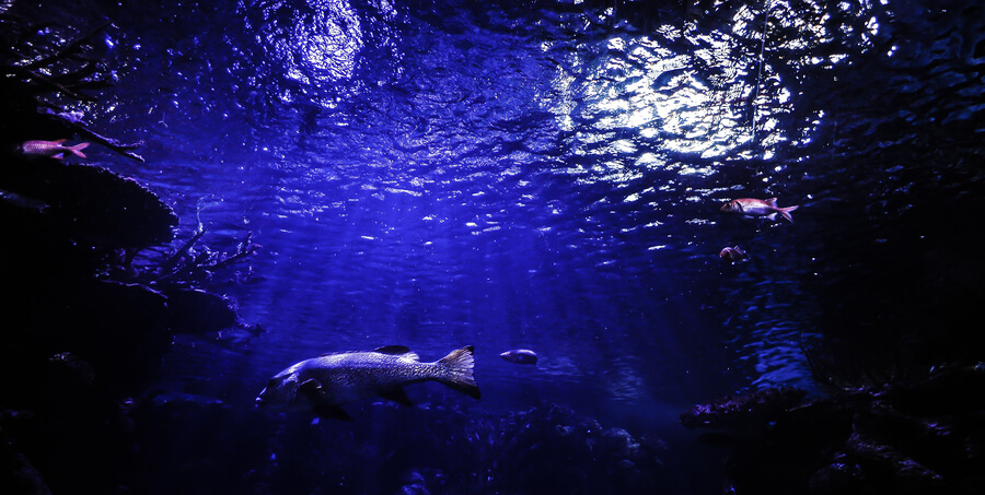 Osvetlitev je za akvarij in njegove prebivalce izredno pomembna. osvetlitev akvarija