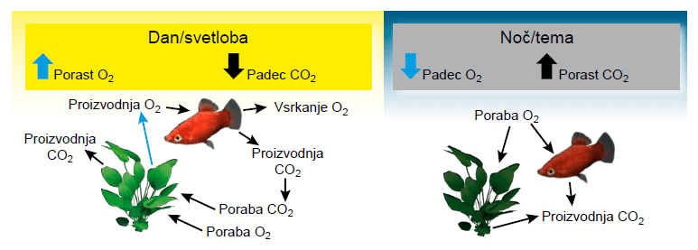 Fotosinteza in proizvodnja kisika v akvariju. rastline v akvariju