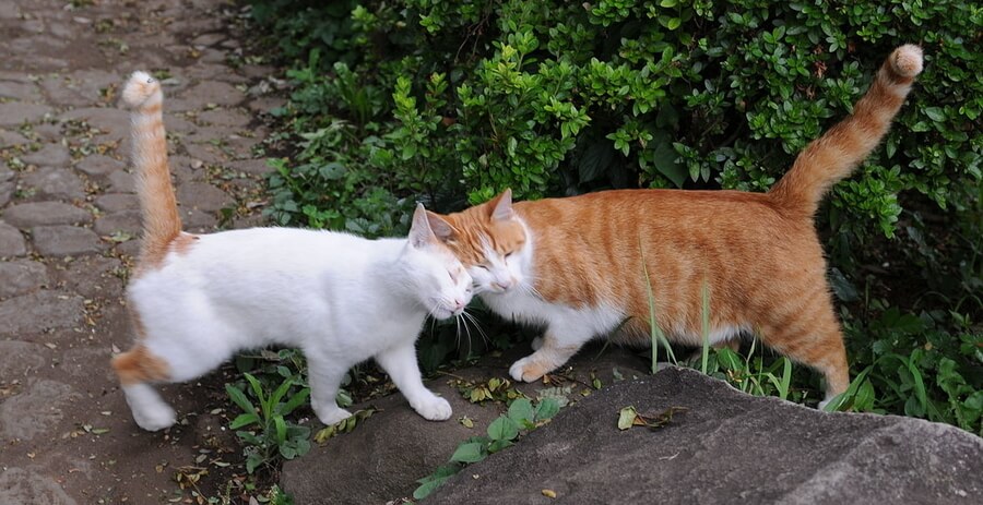 Pri združevanju mačk v isto gopodinjstvo je pomembno, da jih medseboj najprej spoznate, saj lahko pride do nesprejemanja in pretepov. združevanje dveh mačk