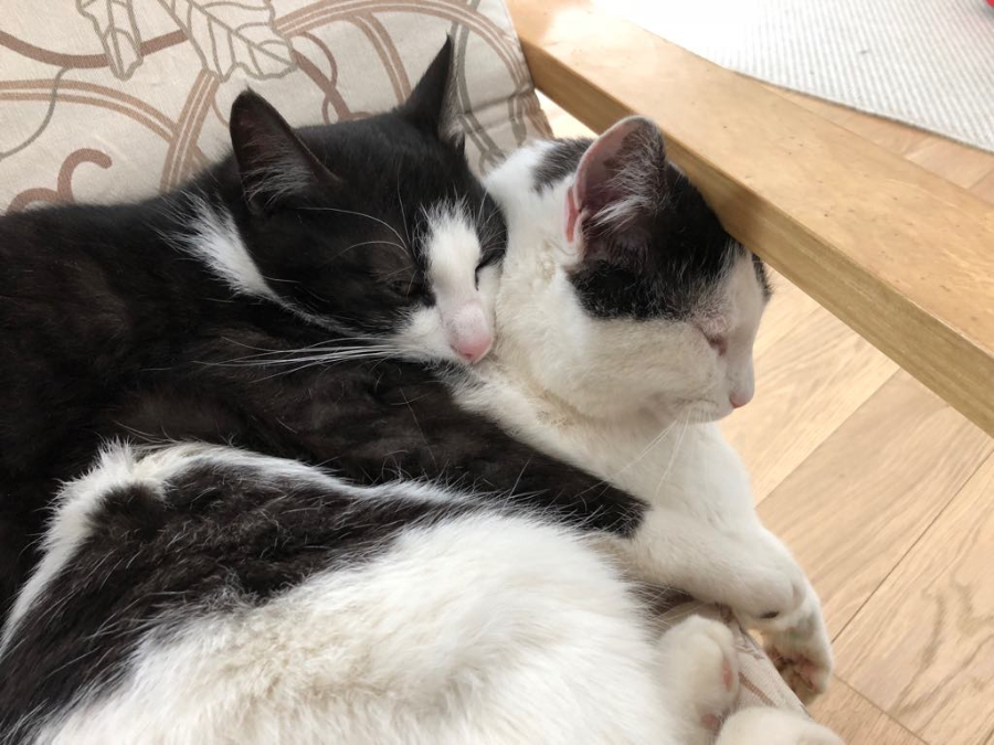 Po uspešnem spoznavanju lahko mucke uspešno združite. dve mački v stanovanju