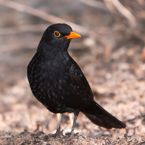 Kos (Turdus merula) lojne pogače