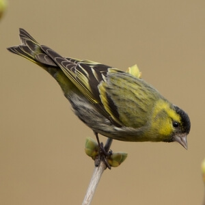 Čižek (Carduelis spinus) hranjenje zunanjih ptic