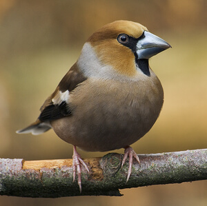 Dlesk (Coccothraustes coccothraustes) hrana ptic pozimi