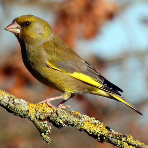 Zelenec (Carduelis chloris) hranjenje ptic