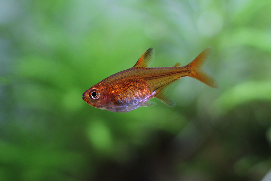 pritlikava rdeča tetra