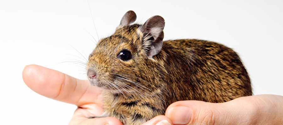 Rokovanje z glodalcem