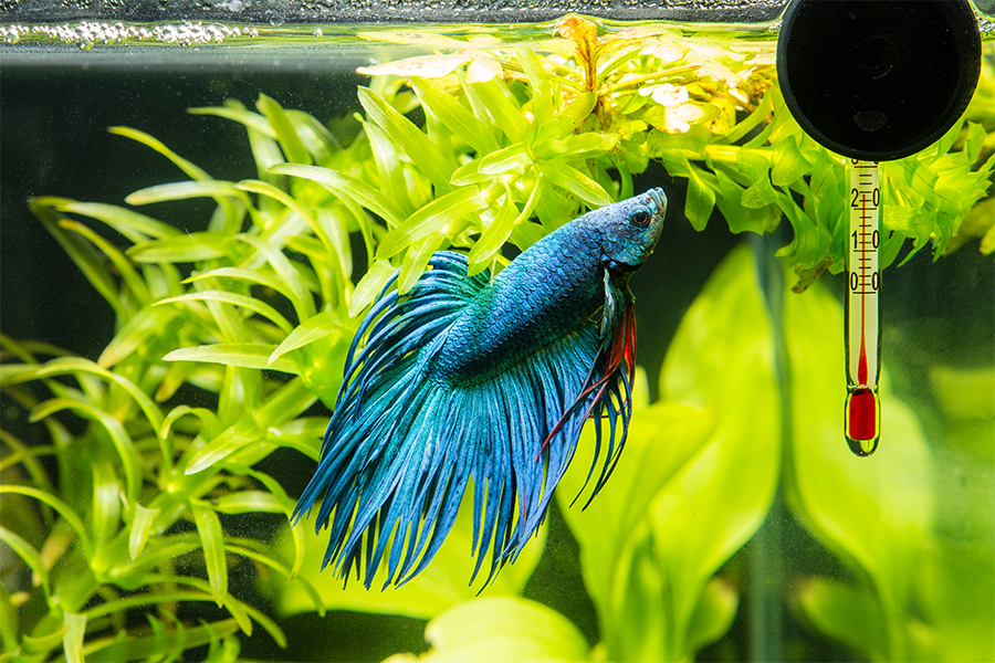 Temperatura akvarija