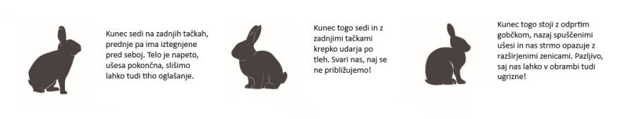 nezadovoljen kunec Nezadovoljen kunec