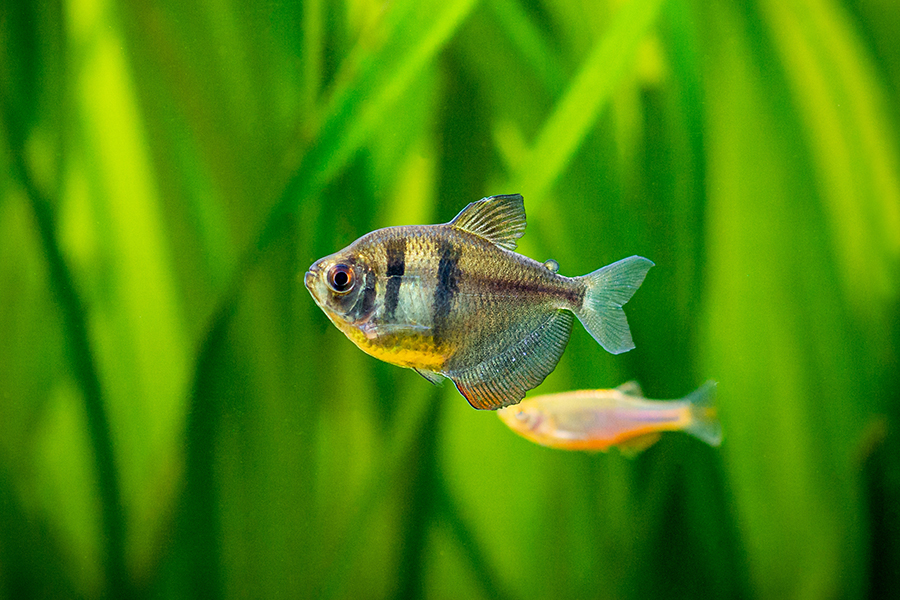 Riba žalovalka (Gymnocorymbus ternetzi) Riba žalovalka (Gymnocorymbus ternetzi)