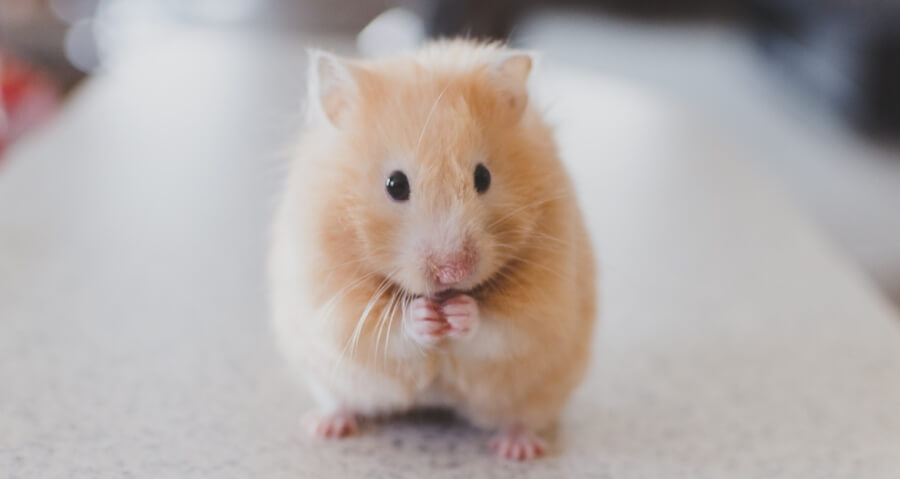 Prikupni zlati hrček hrček