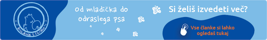 video nasveti za nove lastnike pasjih mladičev