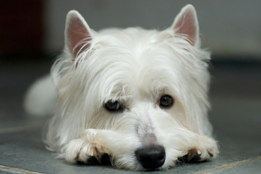 Alergija je lahko za kužka precej neprijetna in stresna izkušnja. testiranje alergija