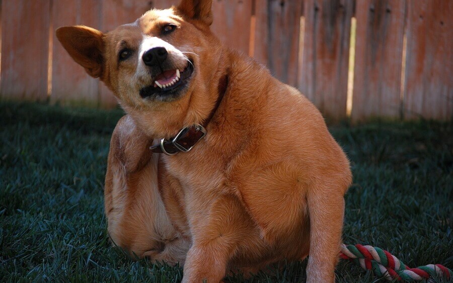 Praskanje je eden izmed najpogostejših znakov, da ima pes alergijo. alergije pes