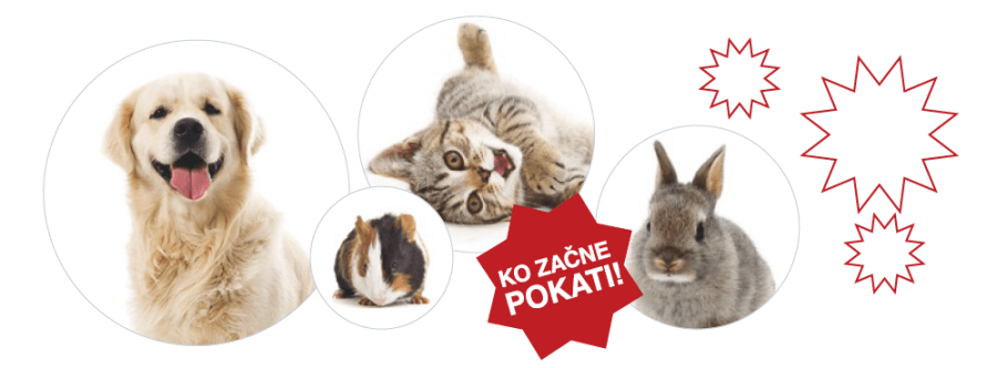 Bachove kapljice so odličen naravni preprarat za lajšanje stresa hišnih ljubljenčkov v primeru decemberskega pokanja petard. rescue kapljice za pomiritev