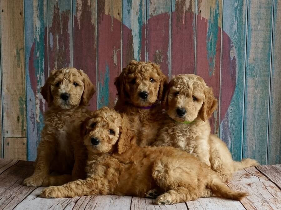 Ob nakupu pasjega mladička je pomembno, da izberete pravega vzreditelja. leglo vzreditelj