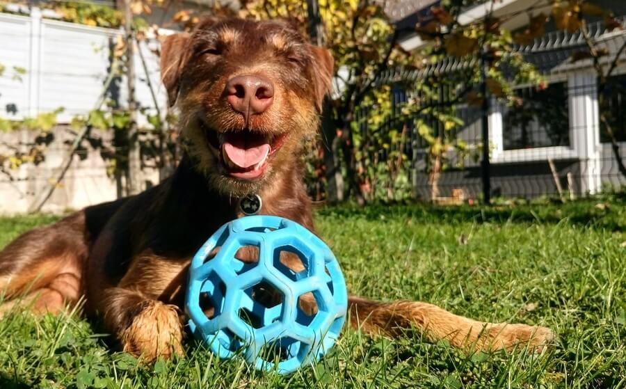 pasje igrače pasje igrače