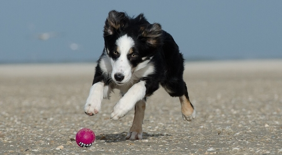 pasja igra pasja igra