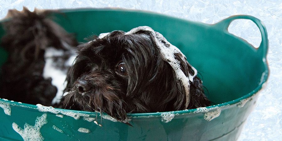 kopanje psa kopanje psa