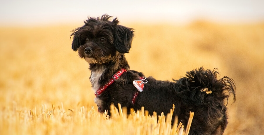 So žita v pasji prehrani potrebna ali ne? kvalitetna hrana pes