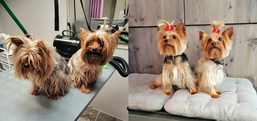 pasja nega dlake nega dlake psov