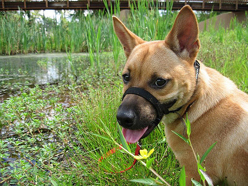 vlečenje na povodcu vlečenje na povodcu
