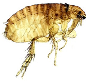 tablete proti bolham