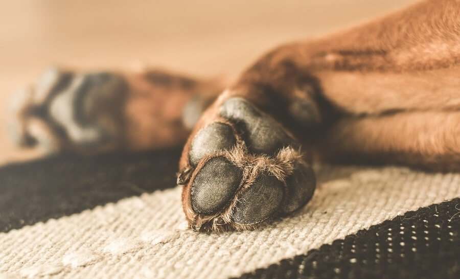 Redno negovanje in pregledovanje tačk je del osnovne oskrbe vašega kosmatinčka. nega pasjih tačk