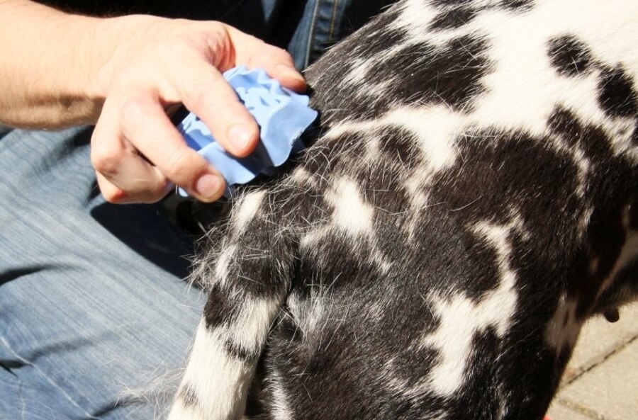 Ob sezonski menjavi dlake je pomembna redna nega kožuščka vašega ljubljenčka. izpadanje dlake