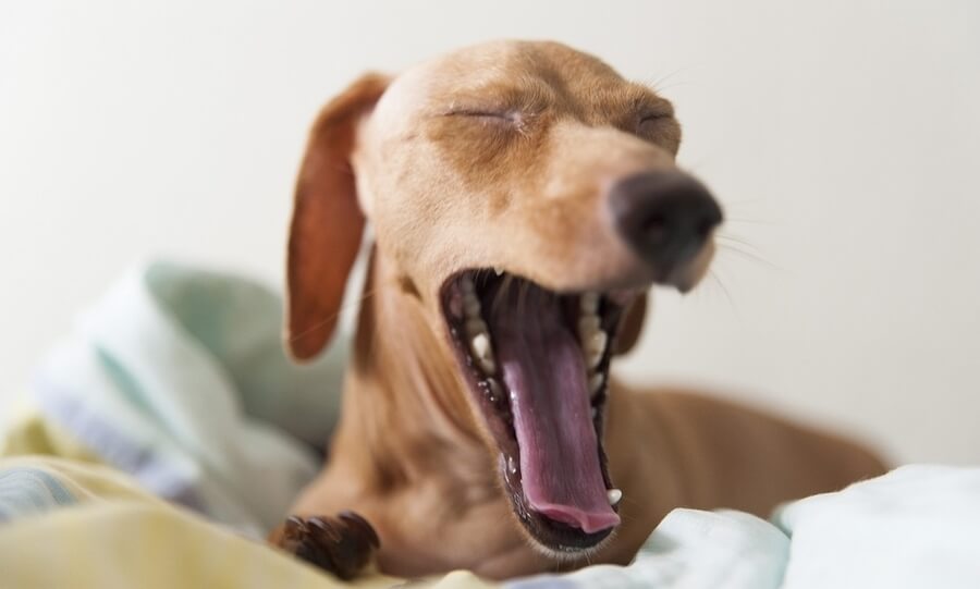 slab zadah pri psu slab zadah pri psu