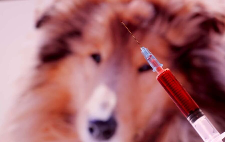 Do 2 uri po zastrupitvi lahko pri psu poskušamo izzvati bruhanje z vbrizganjem vodikovega peroksida v gobček. zastrupitev psa