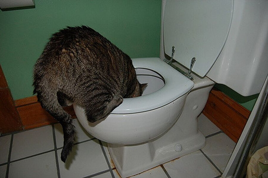 Pitje iz straniščne školjke je lahko potencialno nevarno, zaradi uporabe čistil za stranišča. strupena čistila