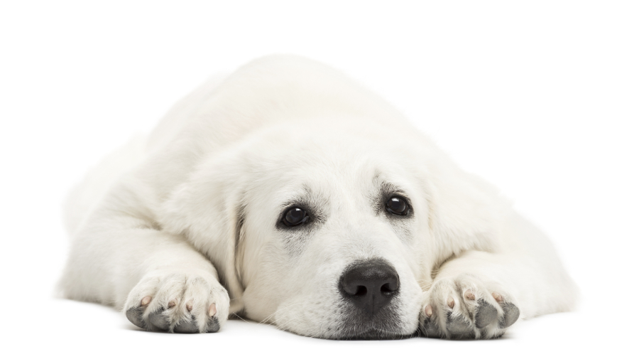 Nezanimanje psa za hrano je posledica nezadovoljenih naravnih nagonov psa. noče jesti