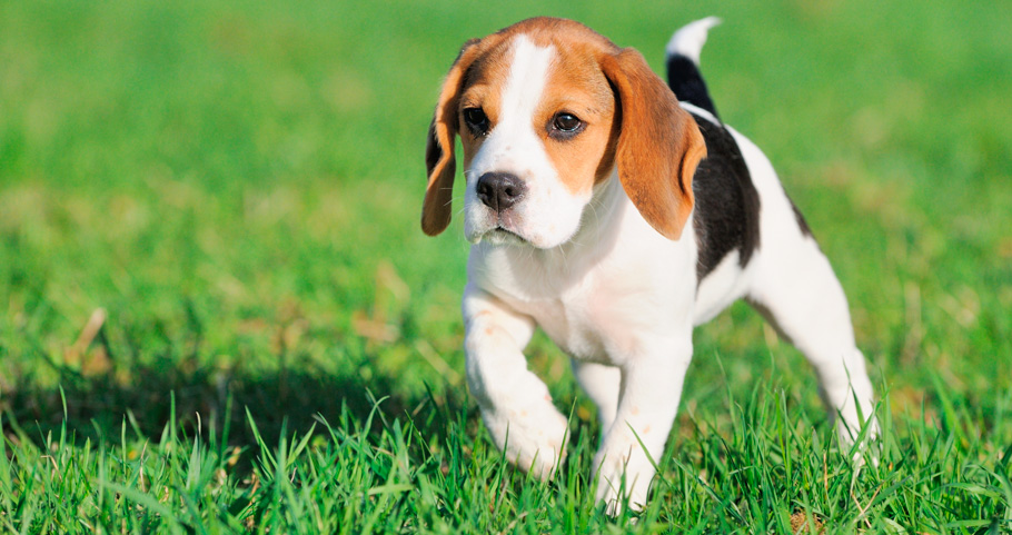 vse za pasjega mladička vse za pasjega mladička