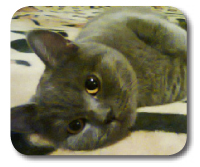 Zadovoljna uporabnica 4Pet Dermo