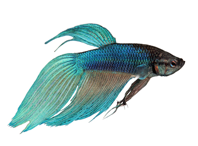 betta splendens