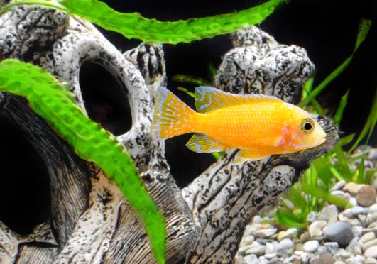 Metodi se nekoliko razlikujeta, skupno pa jima je temeljito delovanje na ogljikovih filtrih. destilirana voda