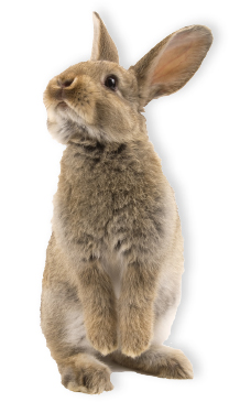 prehrana kunca prehrana kunca