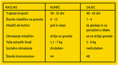 kunec in zajec razlike