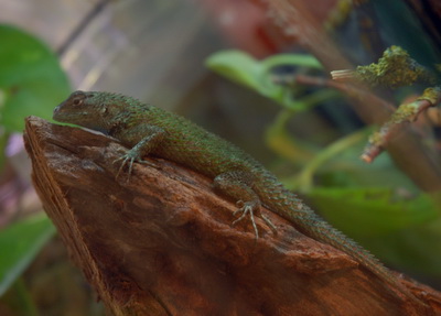 Zeleni bodičasti legvan je vrsta majhnega kuščarja. zeleni legvan